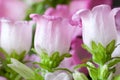 Details of campanula medium also called canterbury bells