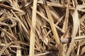 Details of the cane leaves on the harvest ground. Royalty Free Stock Photo