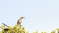 Details of a Cape Sugarbird Royalty Free Stock Photo