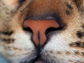 Details of cats nose