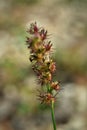 Cenchrus echinatus growing in the field