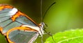 Details of clearwing butterfly with transparent `glass` wings Greta oto closeup Royalty Free Stock Photo