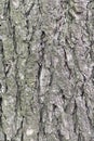 Details closeup of natural rough old pine tree bark background