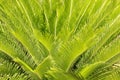 Details of coconut palm tree leaf, ideal for green texture background Royalty Free Stock Photo