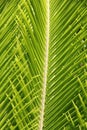 Details of coconut palm tree leaf, ideal for green texture background Royalty Free Stock Photo