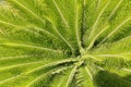 Details of coconut palm tree leaf, ideal for green texture background Royalty Free Stock Photo