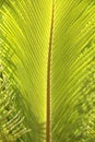 Details of coconut palm tree leaf, ideal for green texture background Royalty Free Stock Photo