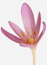 Details of Colchicum autumnale with stamens, pistils, anthers, Royalty Free Stock Photo