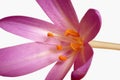 Details of Colchicum autumnale with stamens, pistils, anthers, Royalty Free Stock Photo