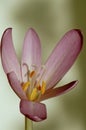 Details of Colchicum autumnale with stamens, pistils, anthers, Royalty Free Stock Photo