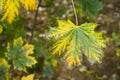 Details of colorful autumn leaves Royalty Free Stock Photo