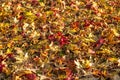 Details of colorful autumn leaves. Royalty Free Stock Photo