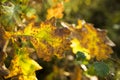 Details of colorful autumn leaves Royalty Free Stock Photo