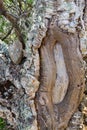 Details of Cork in a Sobreiro tree in Aljezur