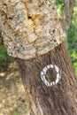 Details of Cork in a Sobreiro tree in Santiago do Cacem