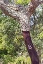 Details of Cork in a Sobreiro tree in Santiago do Cacem