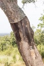 Details of Cork in a Sobreiro tree in Santiago do Cacem