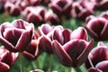 Exclusive Dutch tulips for the export industries, Noordoostpolder, Netherlands Royalty Free Stock Photo