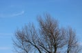 Details of crown of bare tree, blue sky behind Royalty Free Stock Photo