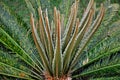 Details of Cycas Revoluta`s new leaves growing in the park Royalty Free Stock Photo