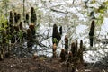 Louisiana Cypress Stumps