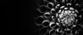 Details of dahlia flower macro photography. Black and white photo wide panorama banner background