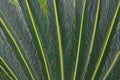 Details of dark green pattern of cycad leaves Royalty Free Stock Photo