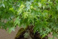 Details of decorative maple tree with new leaf growth Royalty Free Stock Photo