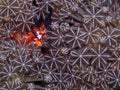 Details of delicate sea coral Royalty Free Stock Photo