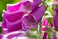 Details of Digitalis purpurea plower at summer..