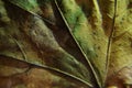 Details of a dried leaf, closeup shot Royalty Free Stock Photo