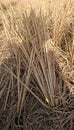 Details of dried straw pieces in the rice fields Royalty Free Stock Photo