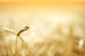 Details of ear of wheat Royalty Free Stock Photo