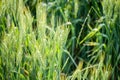 details of ears of wheat or malt, in a field, with reflections of yellow and green sun. Royalty Free Stock Photo