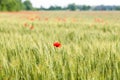 Details of ears of wheat or malt, with red poppy, in a field, with reflections of yellow and green sun.
