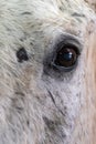 Details of the Eye  of a beautiful white  horse Royalty Free Stock Photo