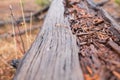 Details of a Fallen Log Where Pine Needles Have Found Their Home