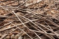 Shoreline of Lake Burbury Tasmania Royalty Free Stock Photo