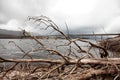 Shoreline of Lake Burbury Tasmania Royalty Free Stock Photo