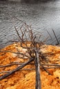 Shoreline of Lake Burbury Tasmania Royalty Free Stock Photo