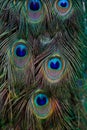 Details of feathers male blue indian peafowl Royalty Free Stock Photo