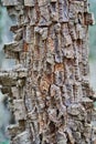 Details of the fire resistant bark of an exotic topical tree.