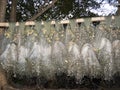 Details on a fishing net at Ban Thale Noi lagoon, Thailand Royalty Free Stock Photo