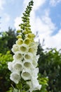 Details of a flower stem of a white common foxglove or Digitalis purpurea in a beautiful garden near the village of Harkstede in G Royalty Free Stock Photo