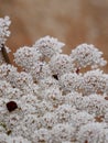 macro photography of a daucus carota flower in full bloom with a small insect Royalty Free Stock Photo