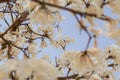 Details of flowering white ipe branches. Royalty Free Stock Photo