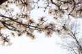 Details of flowering white ipe branches. Royalty Free Stock Photo
