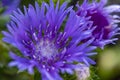 Details of the flowers and buds of the Stokesia, which still blooms beautifully in autumn