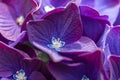Details of the flowers of a purple hydrangea Royalty Free Stock Photo