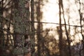 Details from forest in backlight at sunset Royalty Free Stock Photo